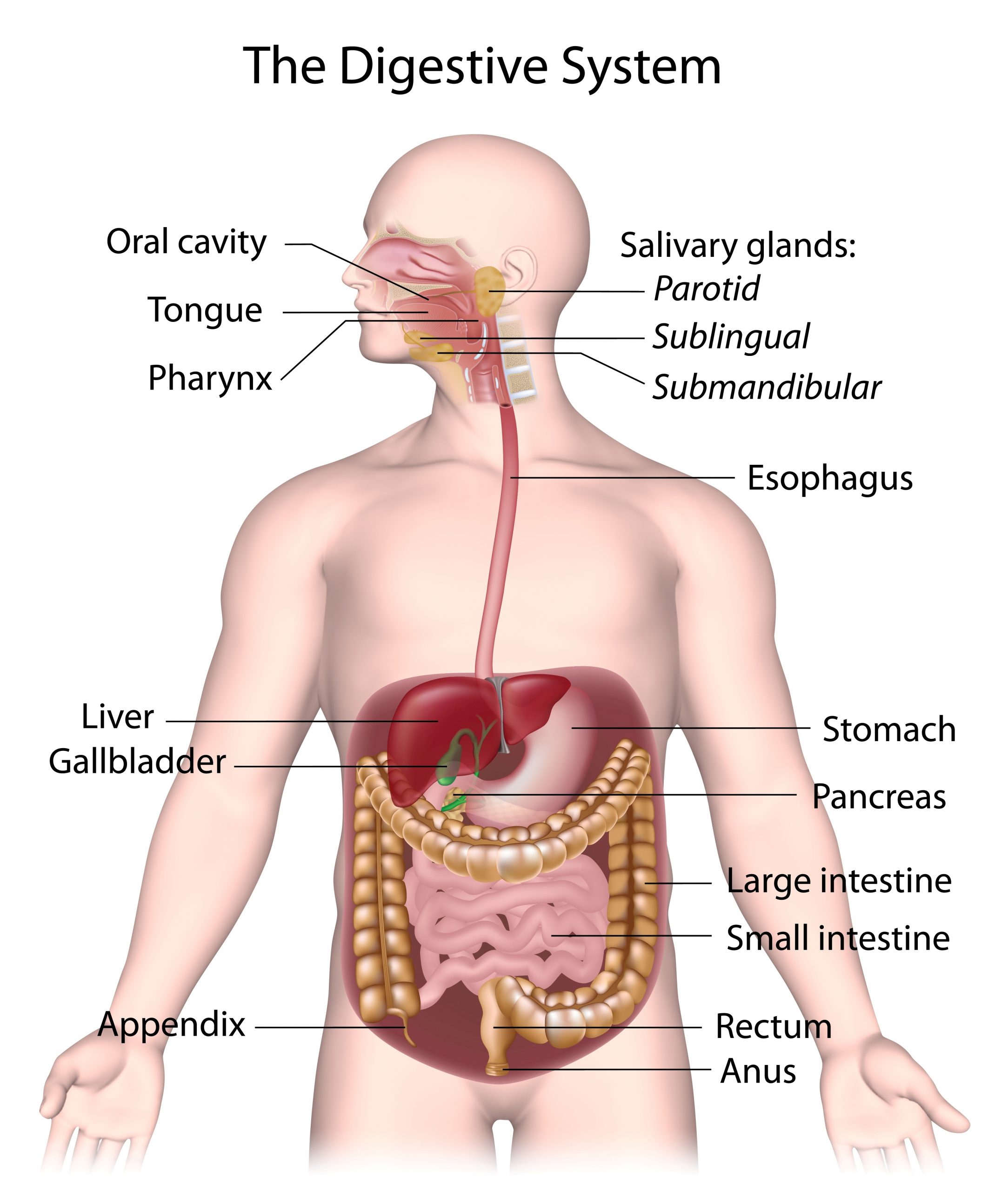 what is digestive system